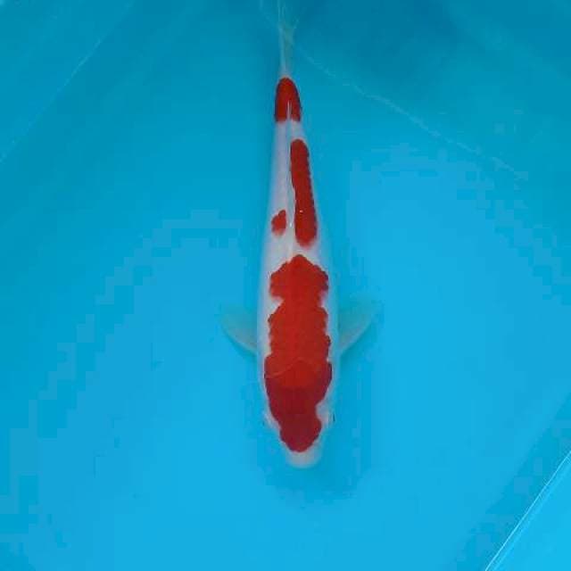 KOHAKU 26 CM