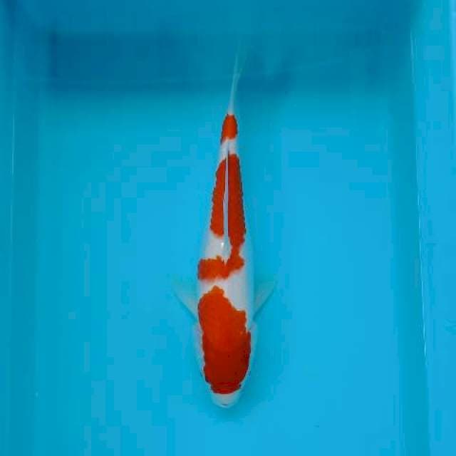 KOHAKU 30 CM