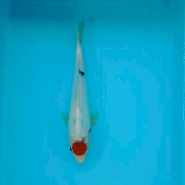 TANCHO SANKE 25 CM