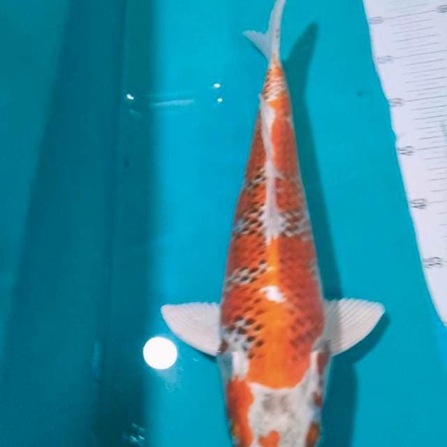 Kojaku Strong 40cm