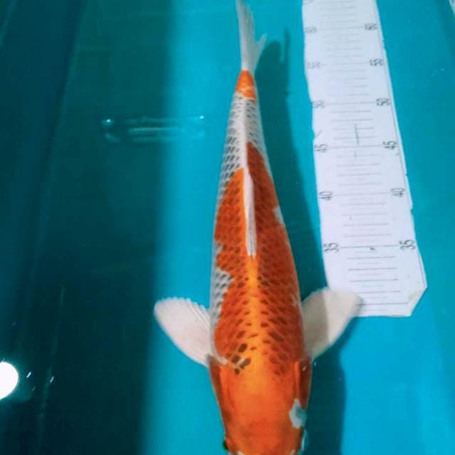 Kojaku,,42cm joss..