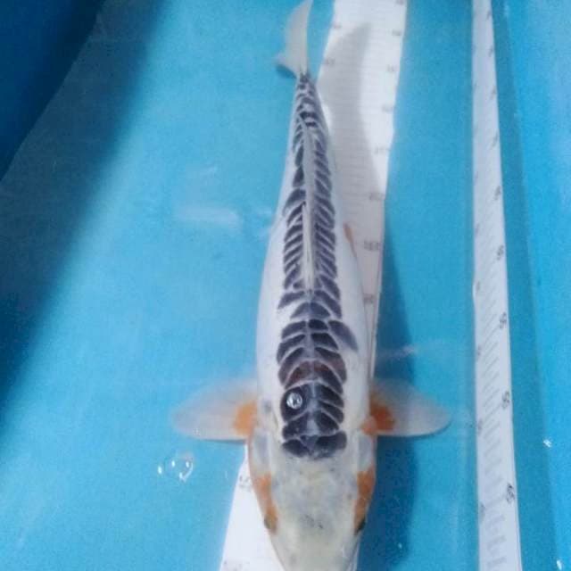 Shusui,,48cm
