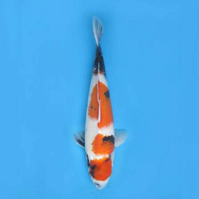 Lelang Kilat ! Spesial Showa Jumbo Tosai ,45cm