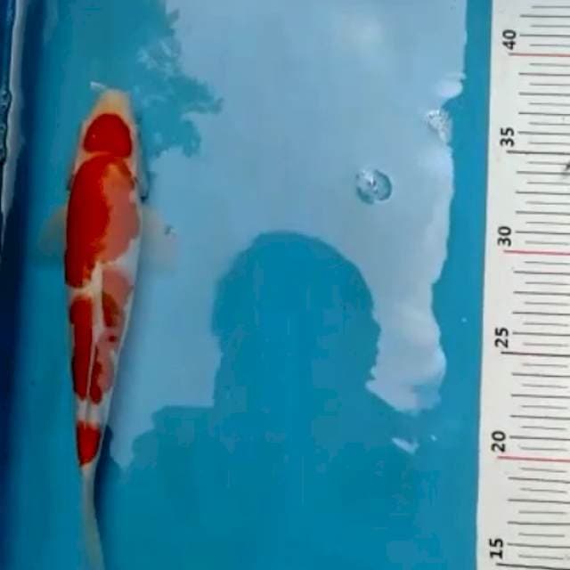 Kohaku 25bu