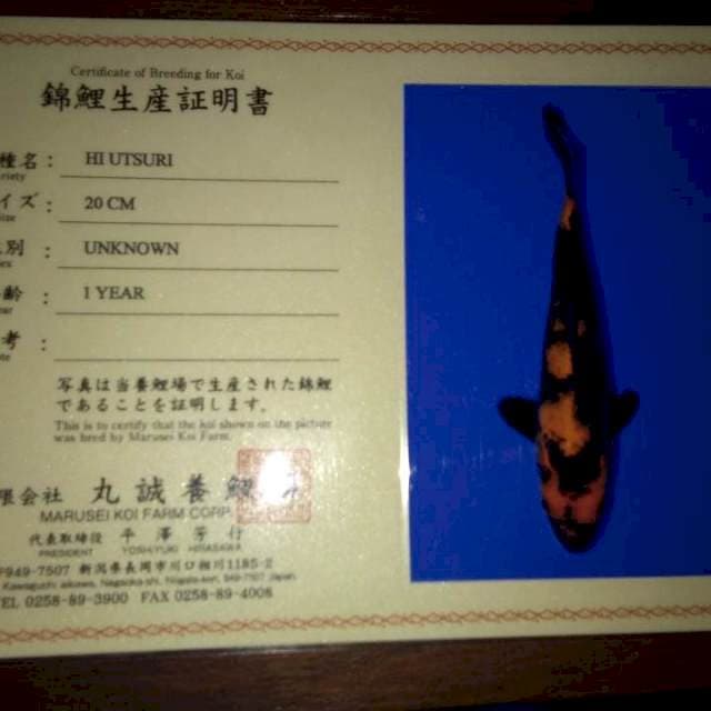 Hi Utsuri 20cm (Marusei). Import dan Sertifikat