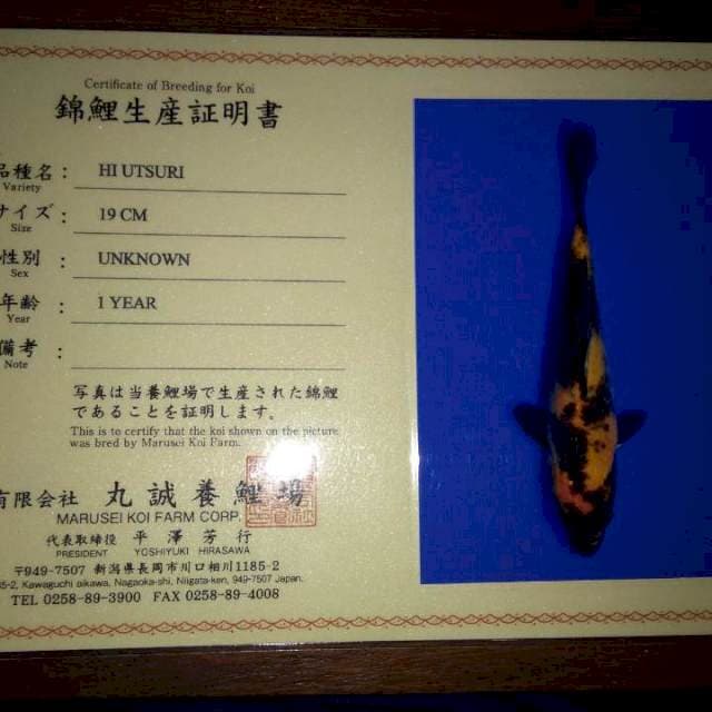 Hi Utsuri 19 cm (Marusei). Import dan Sertifikat