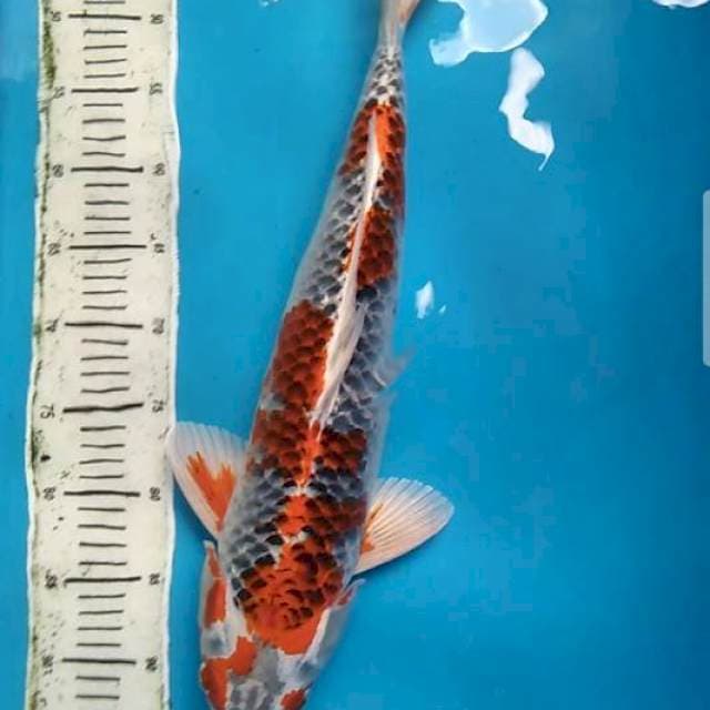 Kojaku52