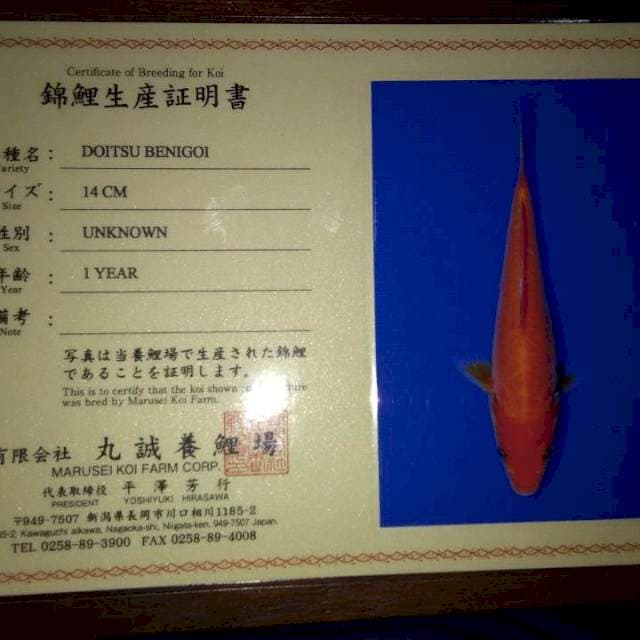 Doitsu Benigoi 14cm (Marusei). Import dan Sertifikat
