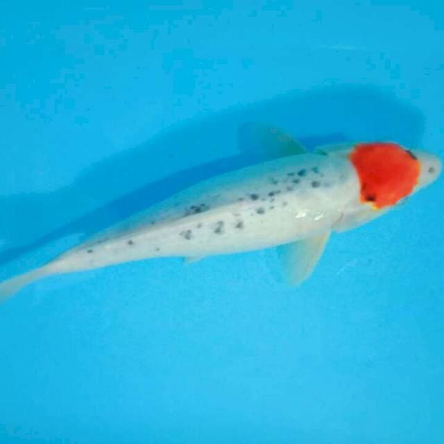 Tancho sanke HQ 33cm