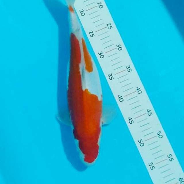 **kohaku doitsu 38 cm**