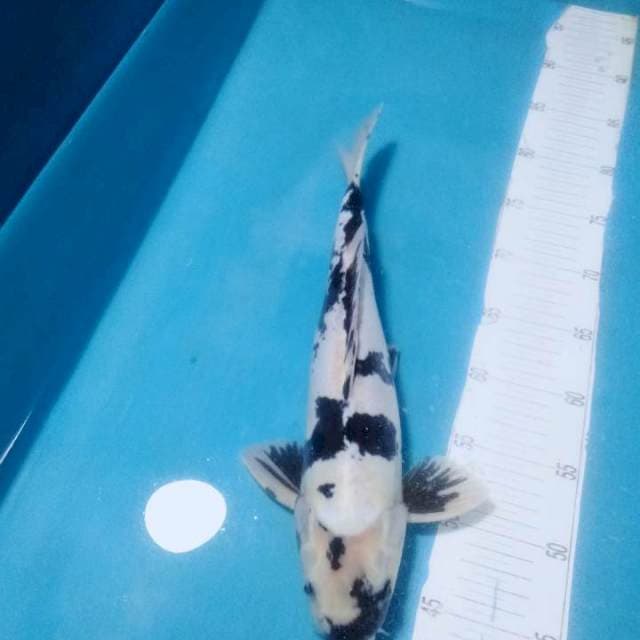 Shiro Doitsu..murni 36cm..Male
