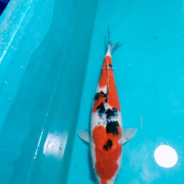 Sanke..36cm