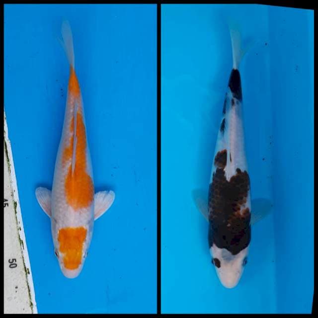 Hariwake & goromo 20-21cm