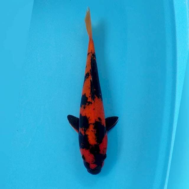 Hi utsuri 35cm