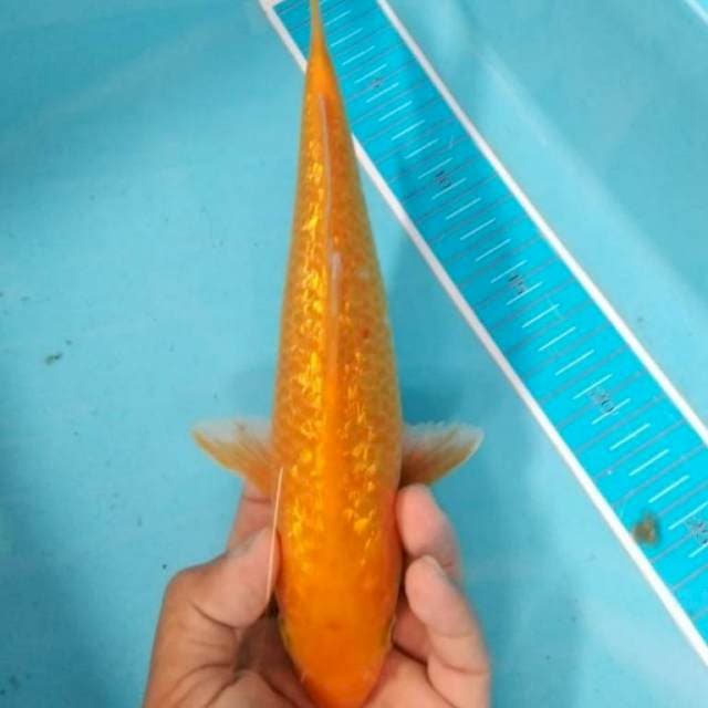 Karashi 27