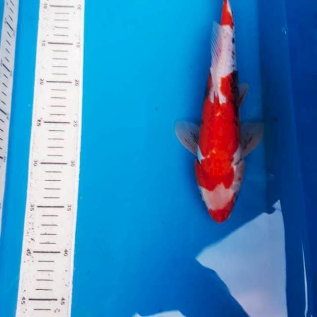 Beni kumon 32cm