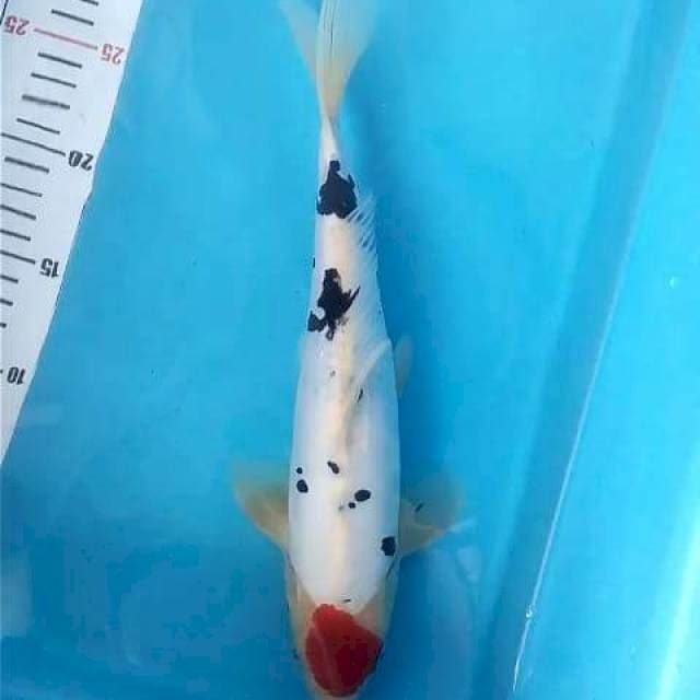 Tancho Sanke Doit 31Cm