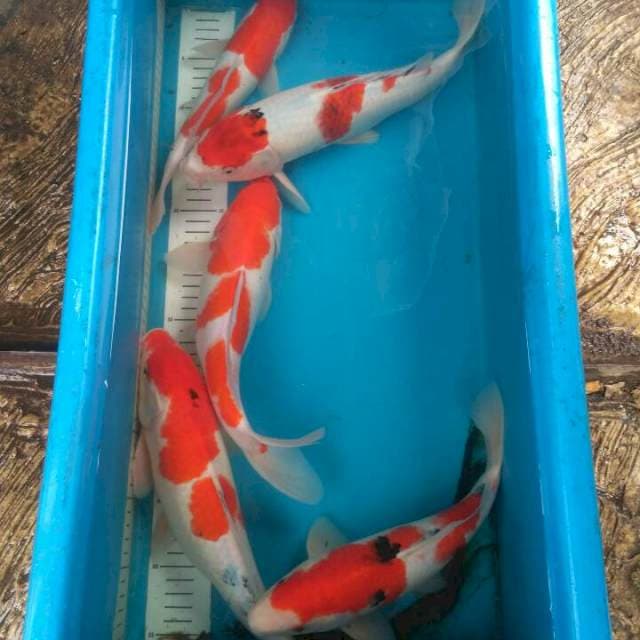 Mix koi 5ekor