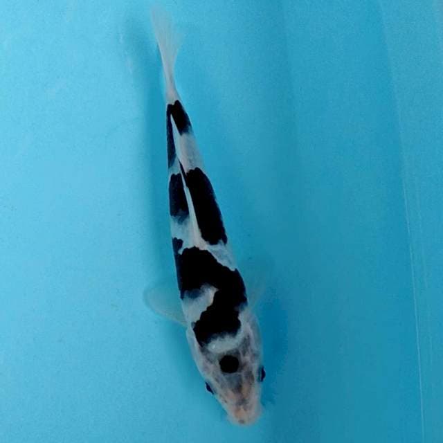 Maruten goromo 20cm