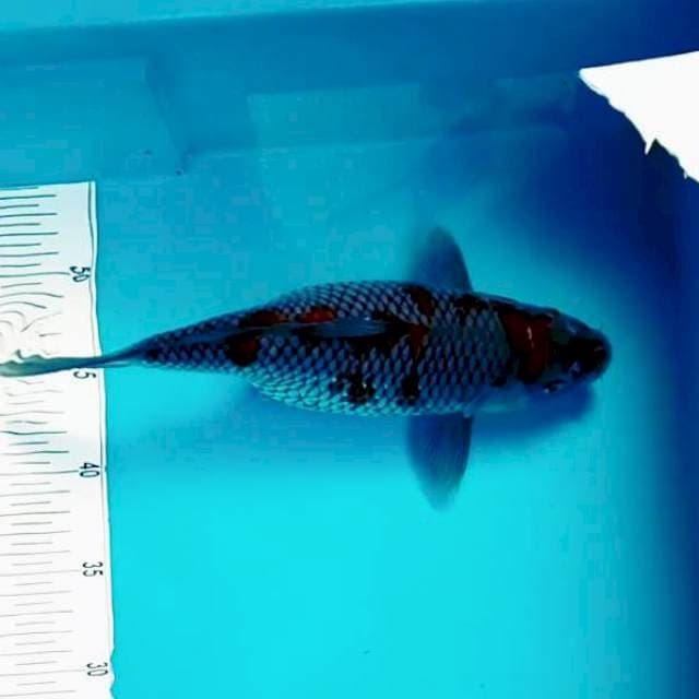 2. Ochiba Hamil Muda #30cm