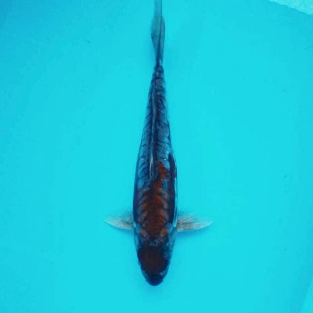 3. Maruten Kiko #35cm