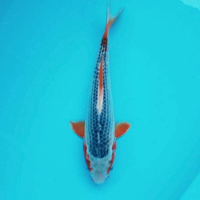 4. Asagi Flush #35cm