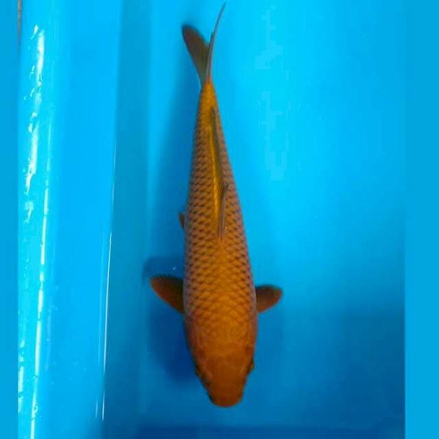 CHAGOI JINAK