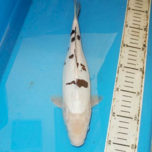 33cm DALMATION BEKO