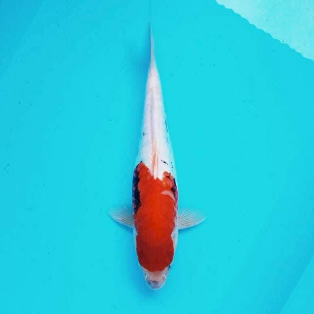 7. Benikumon #35cm