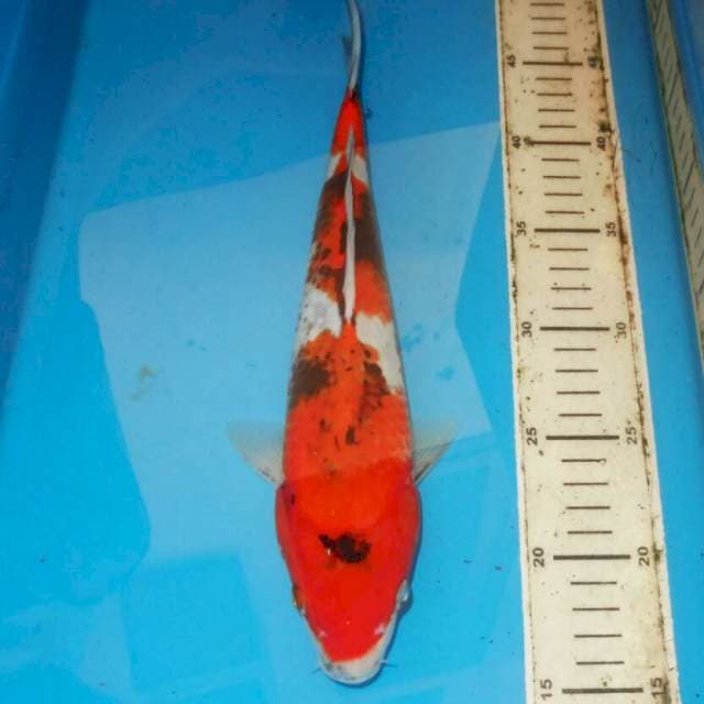 KAGE SHOWA 33cm