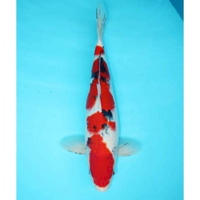 TAISHO SANKE MERAH 32 CM