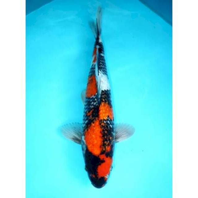 GINRIN SHOWA 45 CM