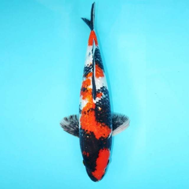 GINRIN SHOWA 41 CM
