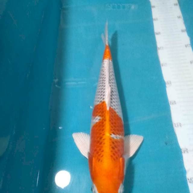 Kojaku..40cm