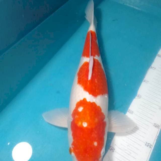 KOHAKU..Calon jumbo 48cm