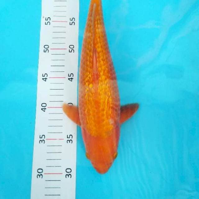 #orenji gindrin 36 cm#