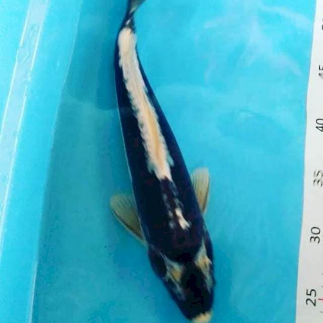 # kabuto 35cm #