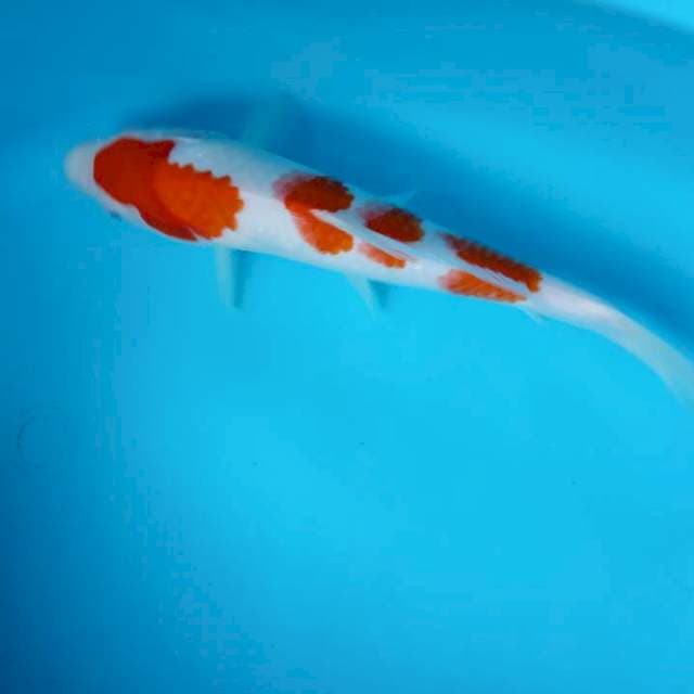 F1 KOHAKU SETEP 4