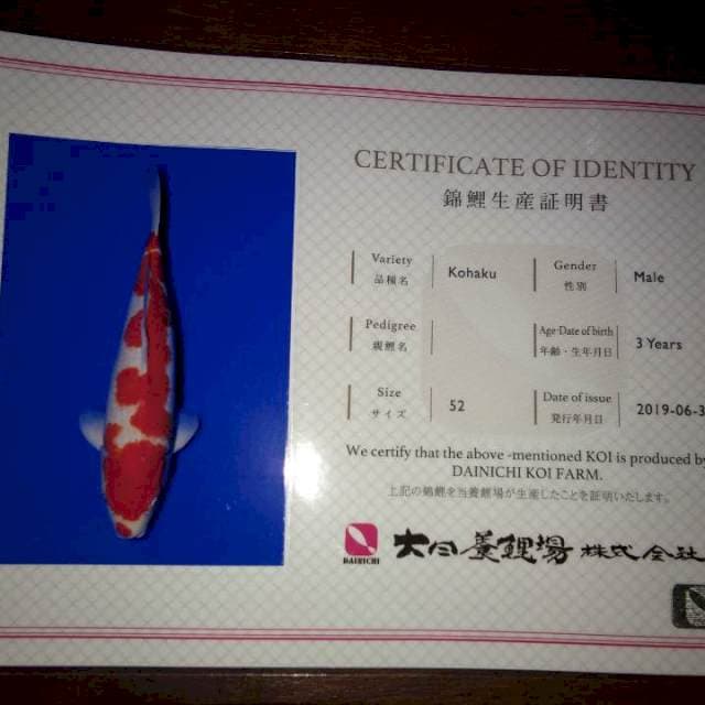 Kohaku (Dainichi) 52cm. Import dan Sertifikat
