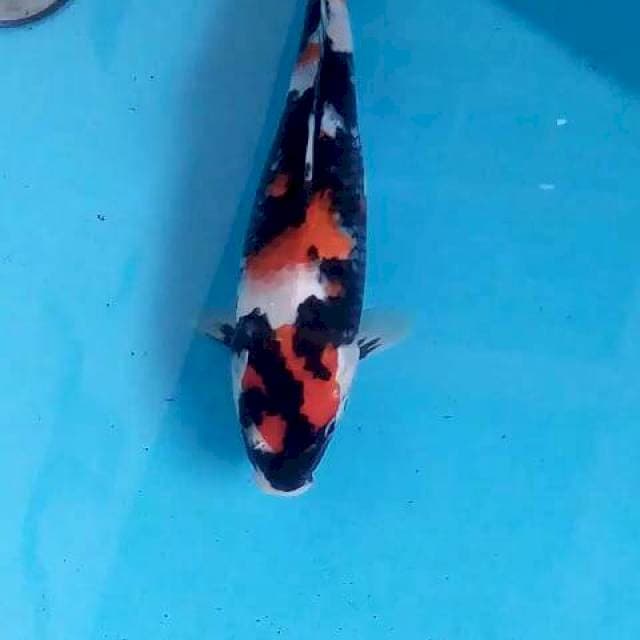 ORI