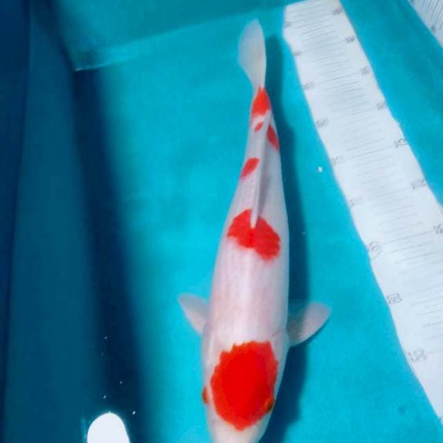 KOHAKU..MALE 43CM