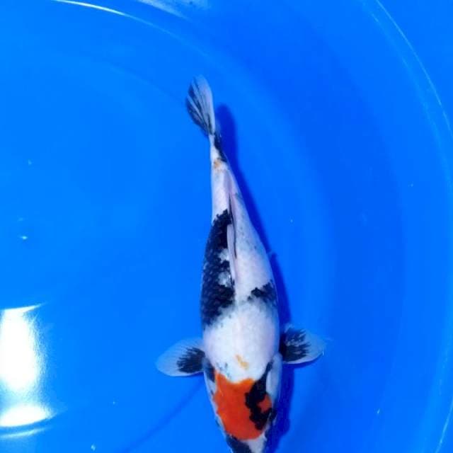 Tanco Showa.. original 32cm