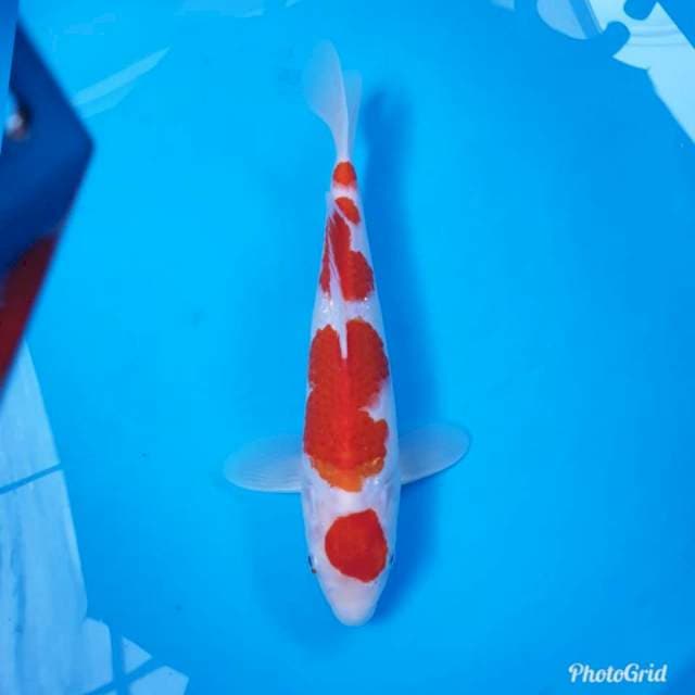 Kohaku maruten joss