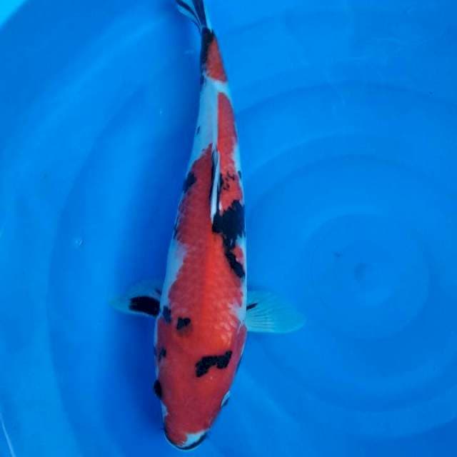 Showa 47cm
