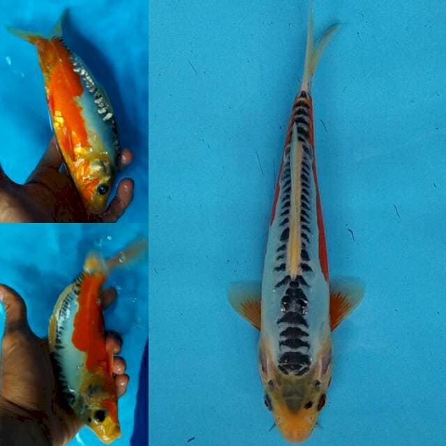 Shusui 23