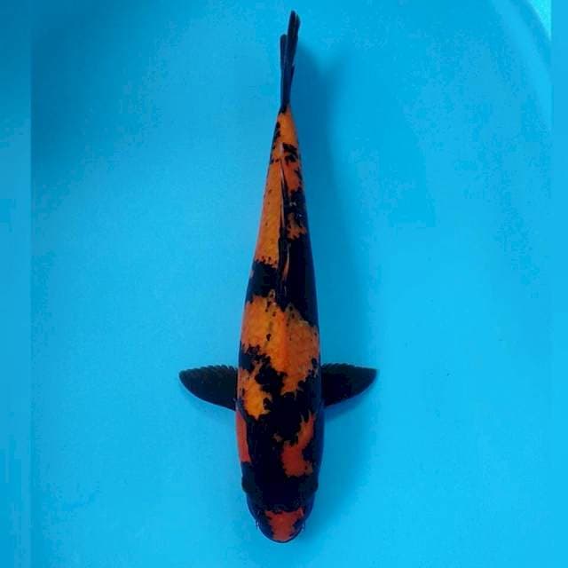 Hi utsuri 36cm