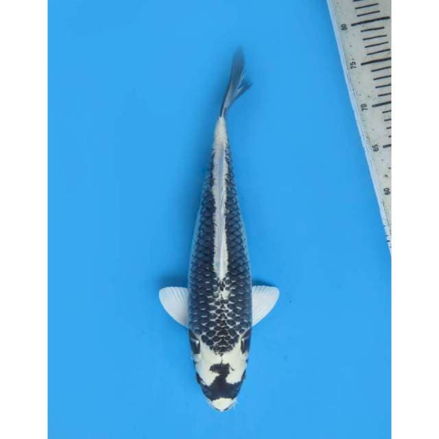 Kin Kabuto, 36cm
