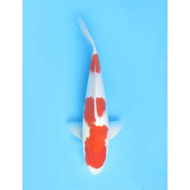 Nidan Kohaku HQ, male - 36cm