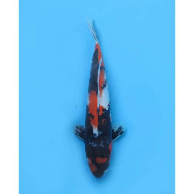 Showa Jet Black , male - 30cm