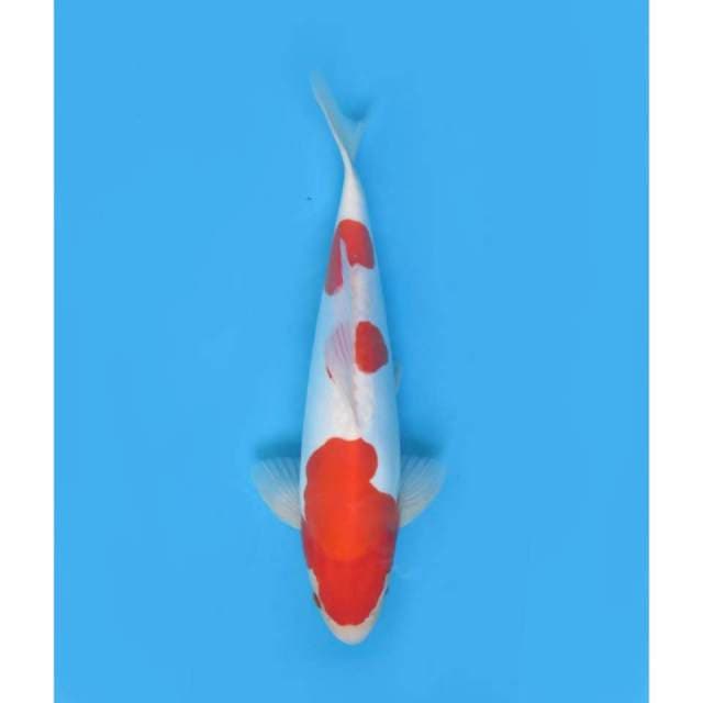 Kohaku Doitsu Murni, 23cm